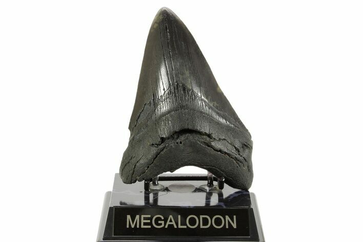 Fossil Megalodon Tooth - South Carolina #367928